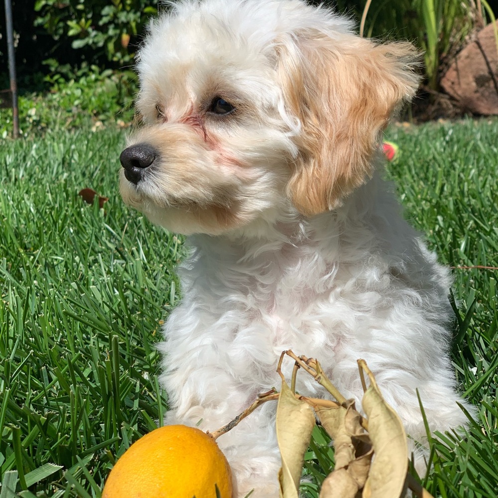 Meet your Posher, Lexi